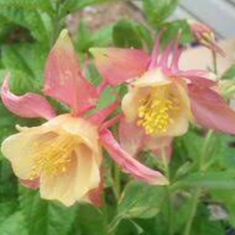 Meet your Posher, Tenaya